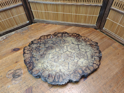 Authentic 1970s Japanese Kikuka Moku Bonsai Kadai Chrysanthemum Burl