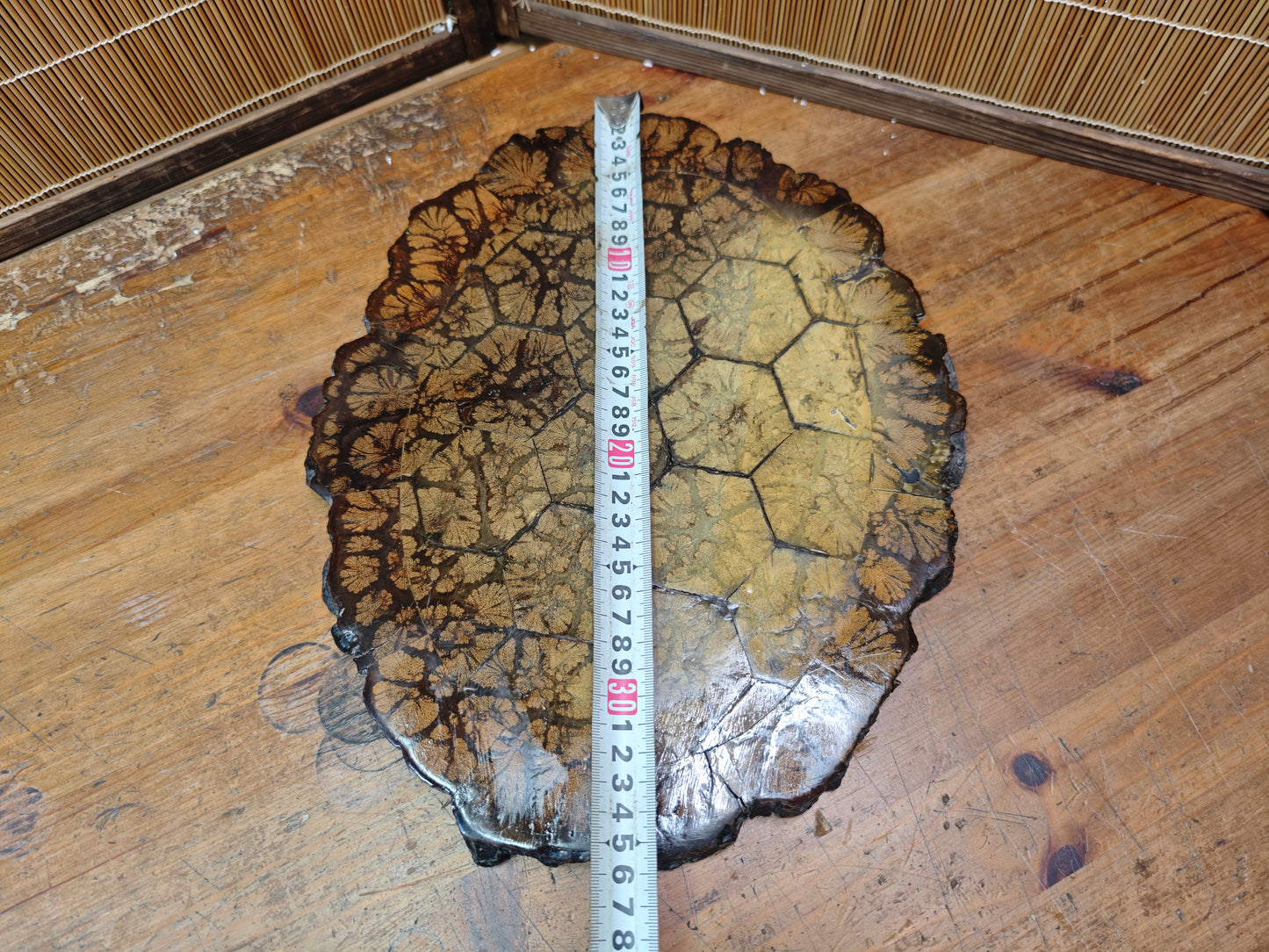 Authentic 1970s Japanese Kikuka Moku Bonsai Kadai Chrysanthemum Burl