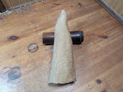 1.2kg Horn Coral Fossil Rugosa Rare Prehistoric Specimen Japan