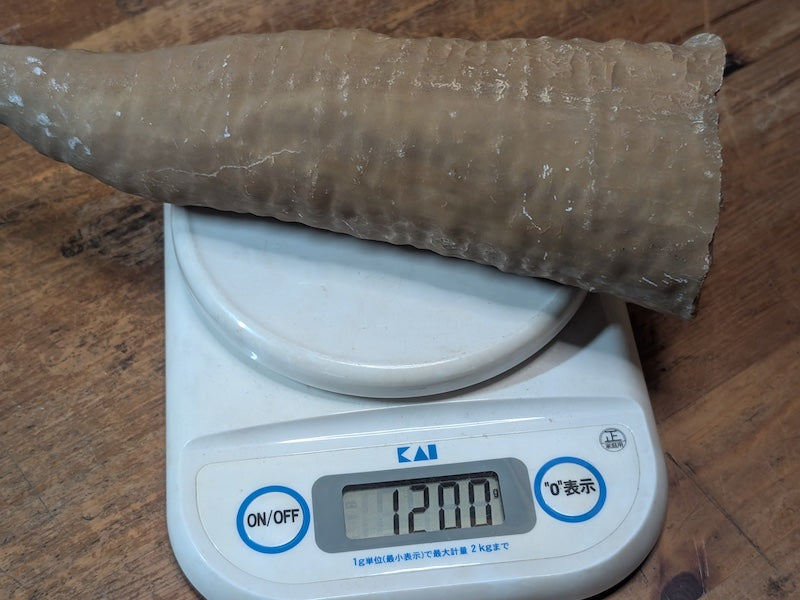 1.2kg Horn Coral Fossil Rugosa Rare Prehistoric Specimen Japan