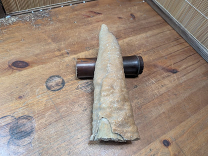 1.2kg Horn Coral Fossil Rugosa Rare Prehistoric Specimen Japan