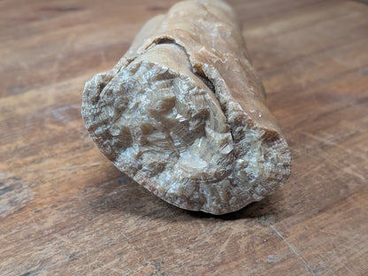 1.2kg Horn Coral Fossil Rugosa Rare Prehistoric Specimen Japan