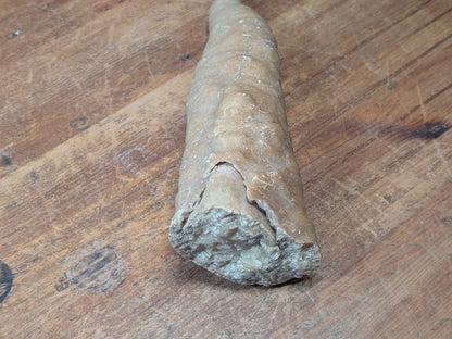 1.2kg Horn Coral Fossil Rugosa Rare Prehistoric Specimen Japan
