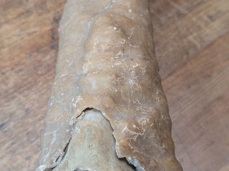 1.2kg Horn Coral Fossil Rugosa Rare Prehistoric Specimen Japan