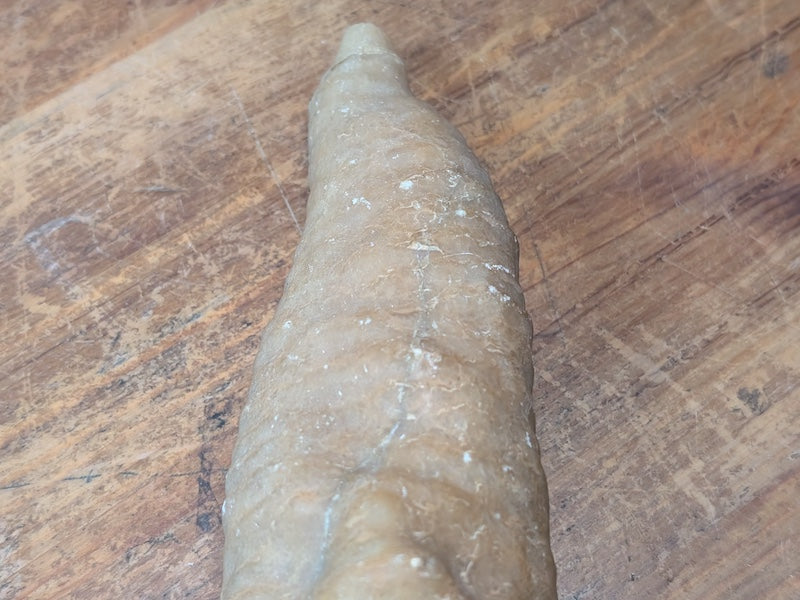 1.2kg Horn Coral Fossil Rugosa Rare Prehistoric Specimen Japan