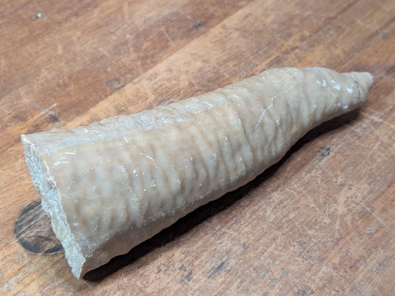 1.2kg Horn Coral Fossil Rugosa Rare Prehistoric Specimen Japan
