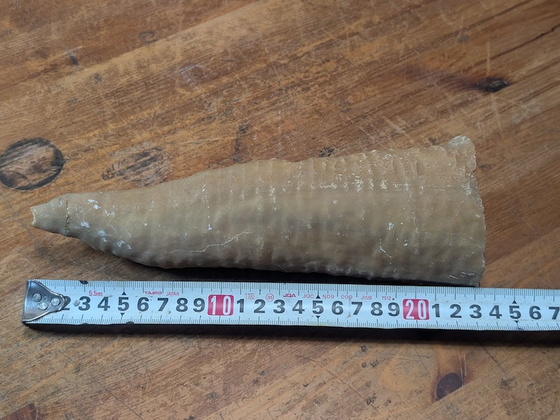 1.2kg Horn Coral Fossil Rugosa Rare Prehistoric Specimen Japan