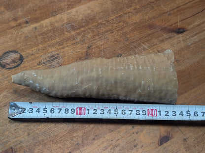 1.2kg Horn Coral Fossil Rugosa Rare Prehistoric Specimen Japan