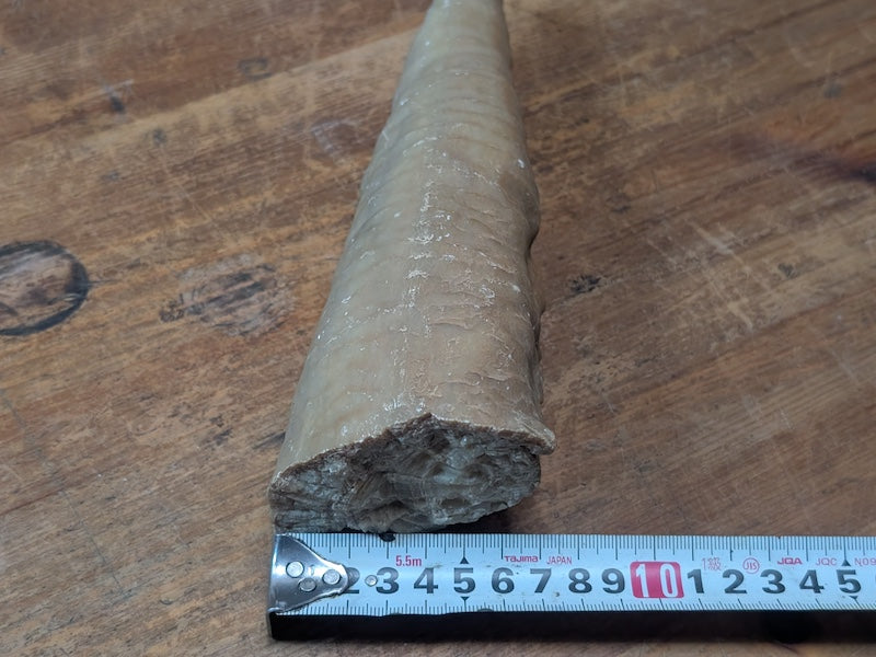 1.2kg Horn Coral Fossil Rugosa Rare Prehistoric Specimen Japan