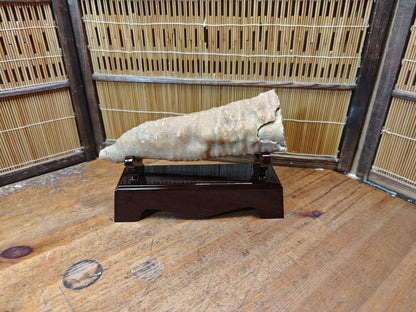 Rare Japanese Antique Fossilized Horn Coral (Rugosa) Ancient Japan