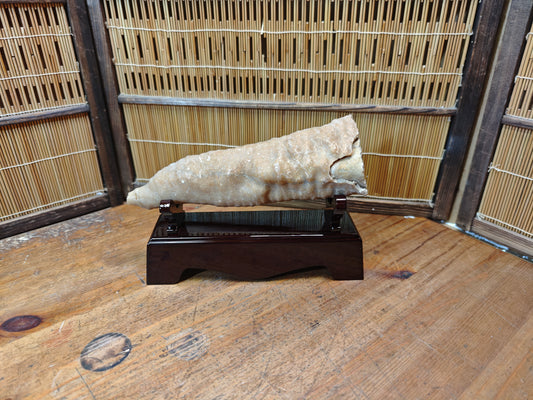 Rare Japanese Antique Fossilized Horn Coral (Rugosa) Ancient Japan