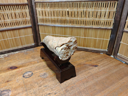 Rare Japanese Antique Fossilized Horn Coral (Rugosa) Ancient Japan