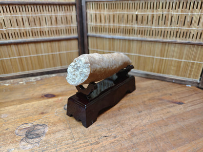Rare Japanese Antique Fossilized Horn Coral (Rugosa) Ancient Japan
