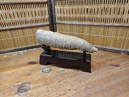 Rare Japanese Antique Fossilized Horn Coral (Rugosa) Ancient Japan
