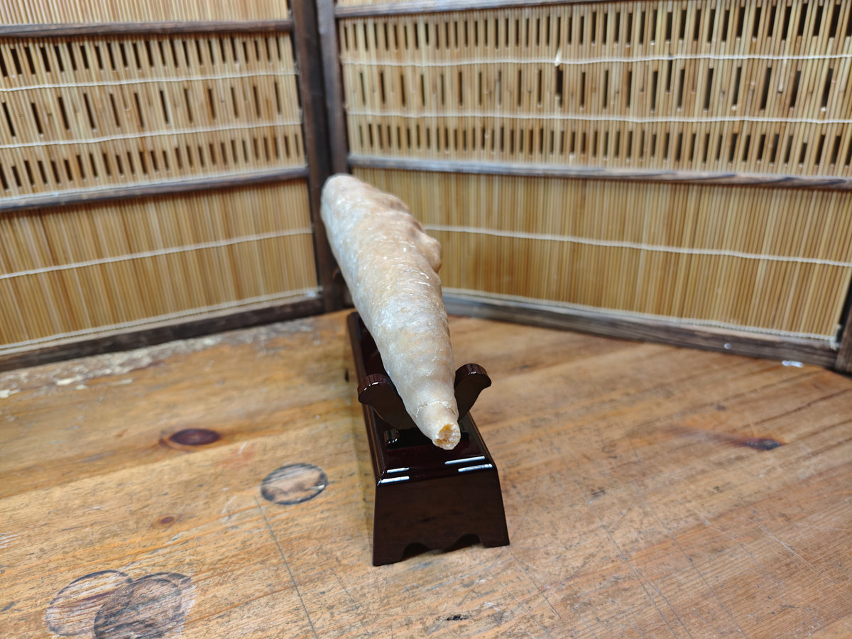 Rare Japanese Antique Fossilized Horn Coral (Rugosa) Ancient Japan