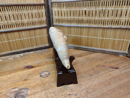 Rare Japanese Antique Fossilized Horn Coral (Rugosa) Ancient Japan
