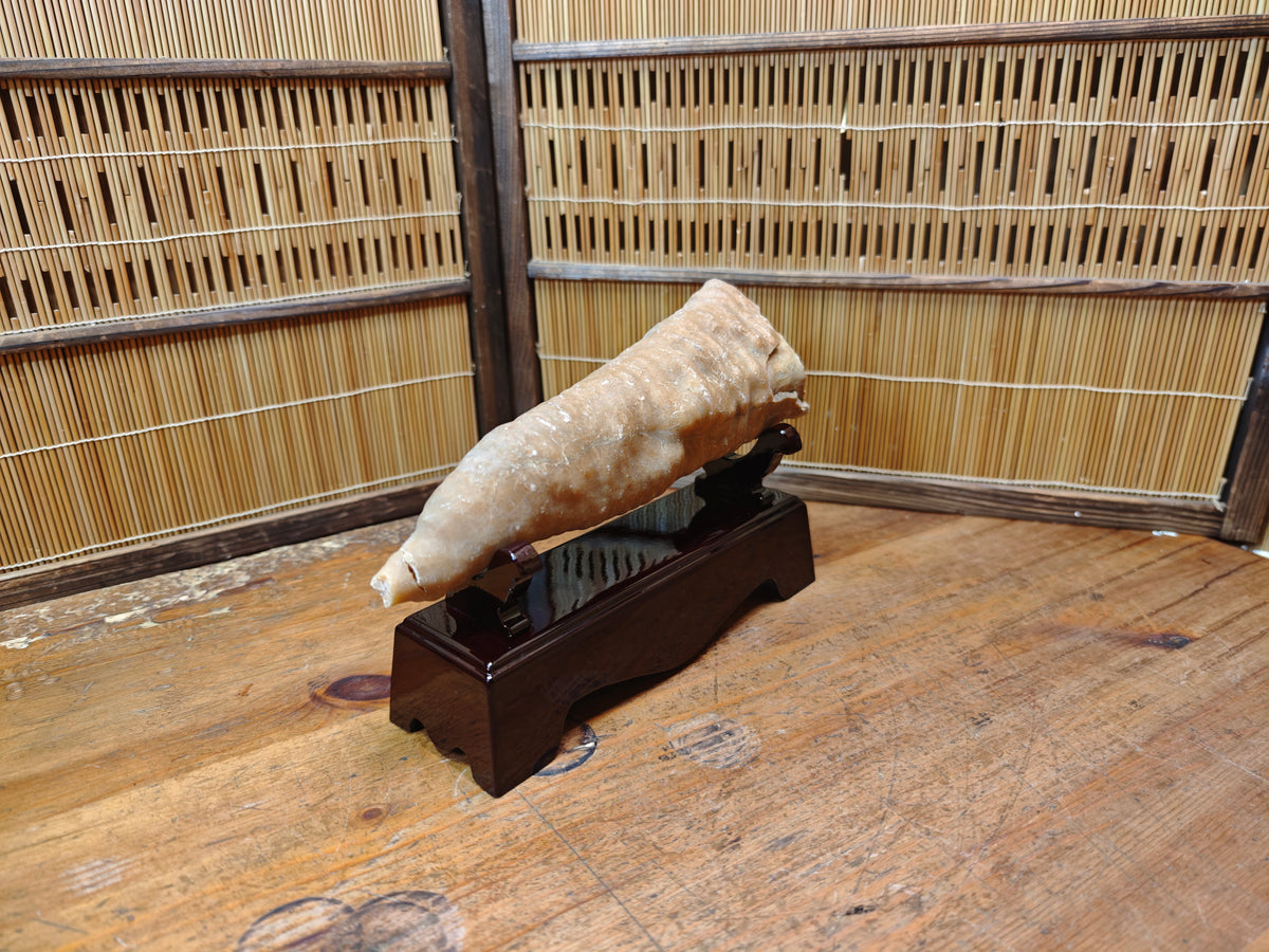 Rare Japanese Antique Fossilized Horn Coral (Rugosa) Ancient Japan