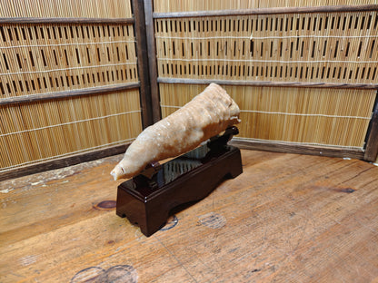 Rare Japanese Antique Fossilized Horn Coral (Rugosa) Ancient Japan
