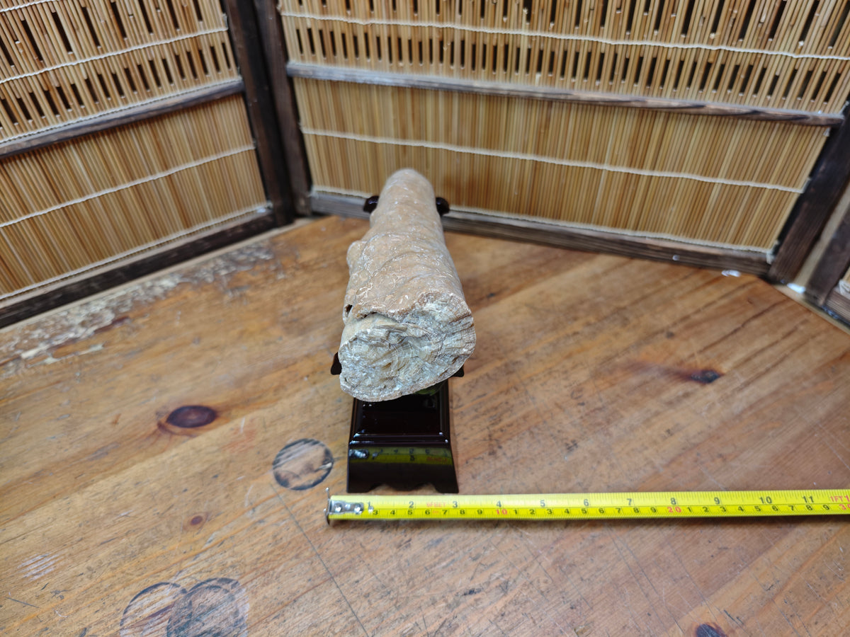 Rare Japanese Antique Fossilized Horn Coral (Rugosa) Ancient Japan